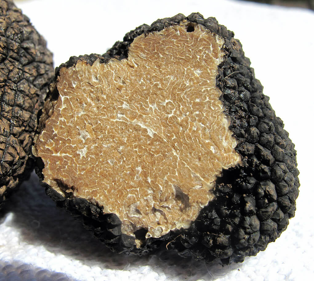 Il Tartufo bianco dei Colli Bolognesi: tra gastronomia tradizioni e cultura