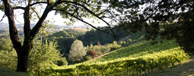 Colli Bolognesi