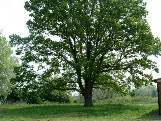 Riserva Naturale Orientata del Bosco della Frattona