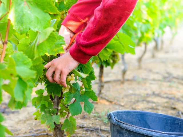 Disabili tra le vigne per promuovere l’inserimento lavorativo Bologna.bo