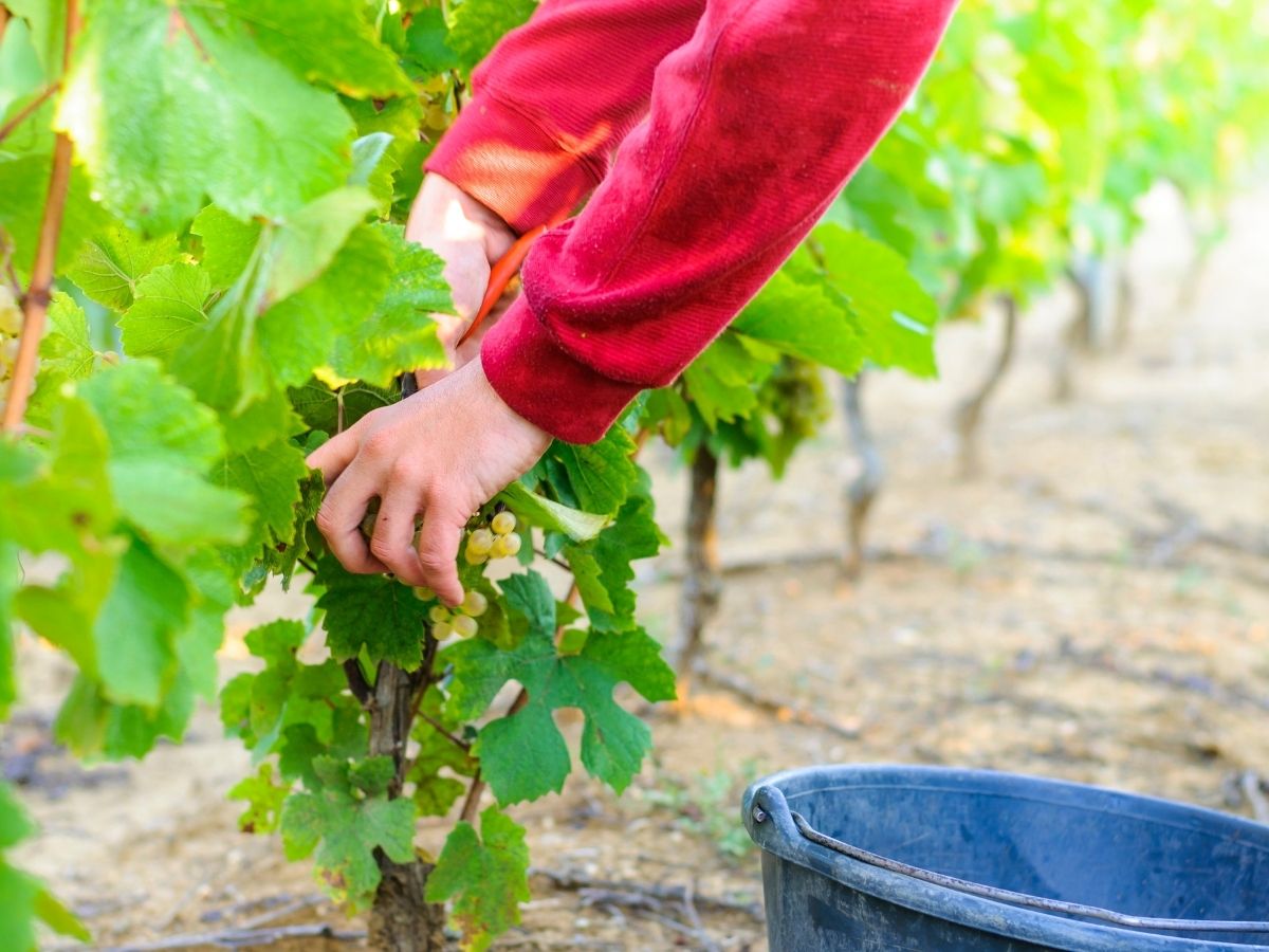 disabili tra le vigne per promuovere linserimento lavorativo