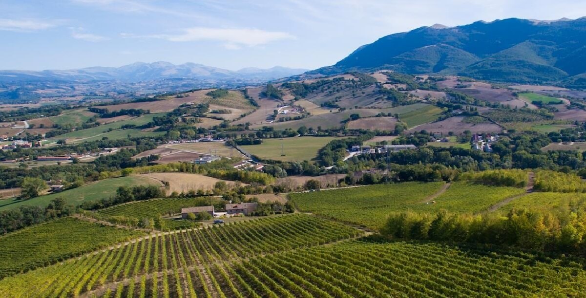 i vini delle marche in degustazione a bologna