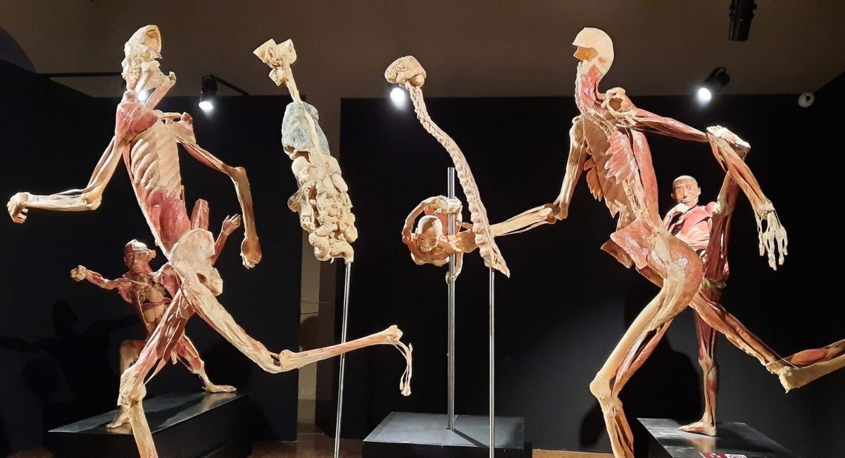 real bodies experience a palazzo pallavicini