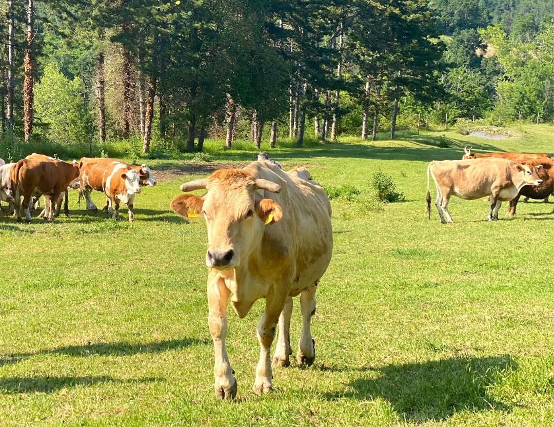 Un’ascesa in collina per conoscere una mirabile fattoria – “ranch”