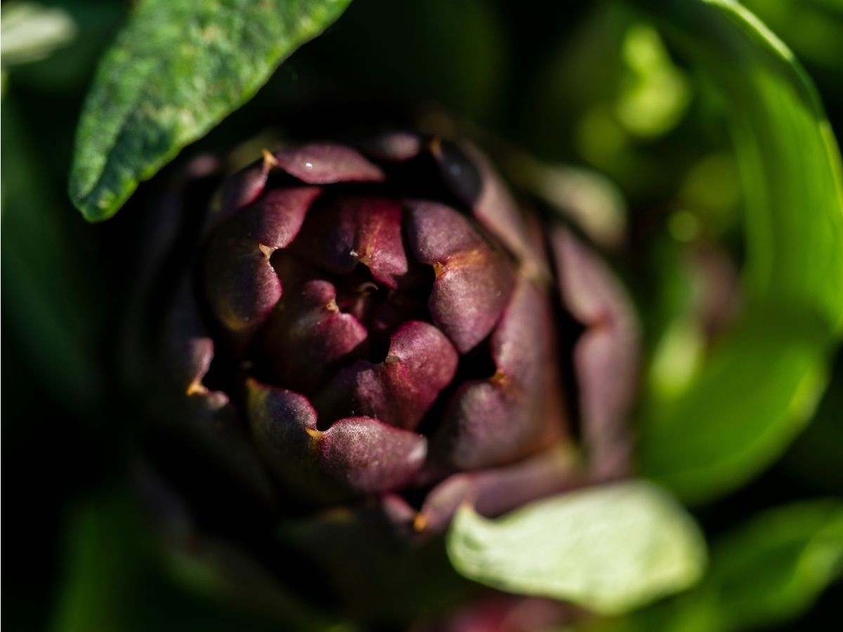 Carciofo violetto di San Luca: gusto e tradizione