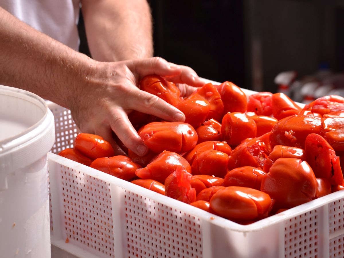 Lavoro: Conserve Italia assume 1.350 stagionali