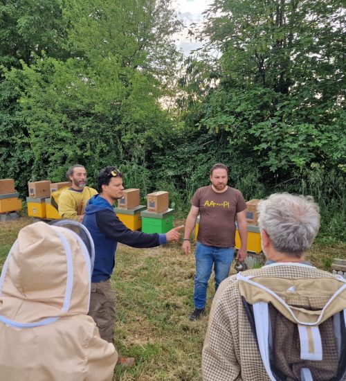 Corso di apicoltura per principianti